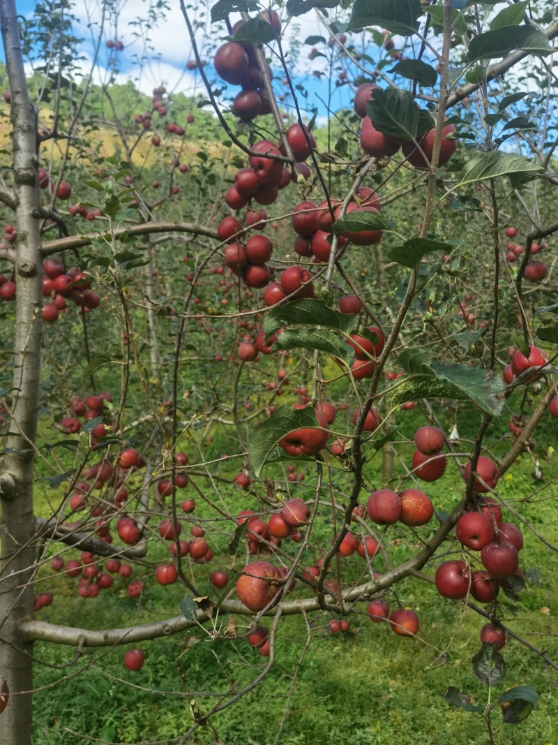 盐源苹果熟了