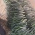 聊城莘县黄瓜大量供应