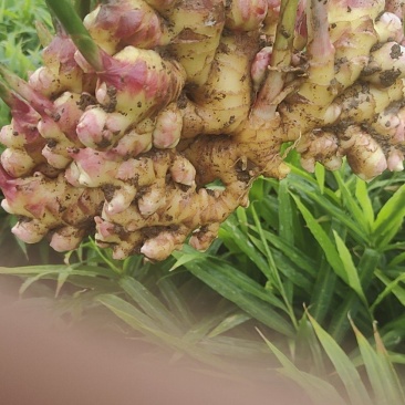 贵州安顺二黄姜