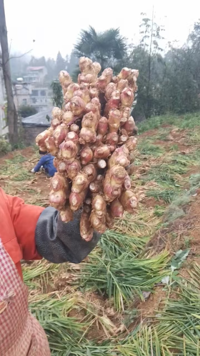贵州二黄姜