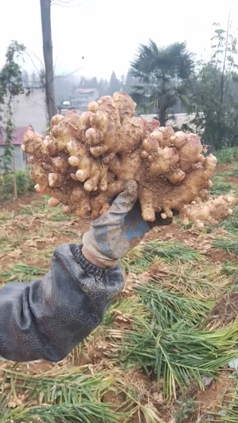 贵州二黄姜