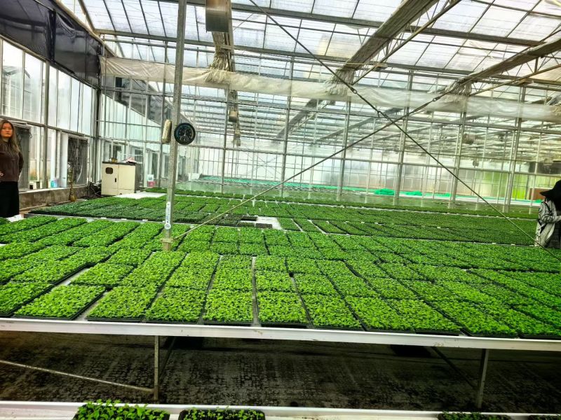 蓝星花苗大量有货基地供货品质保证欢迎联系咨询采购
