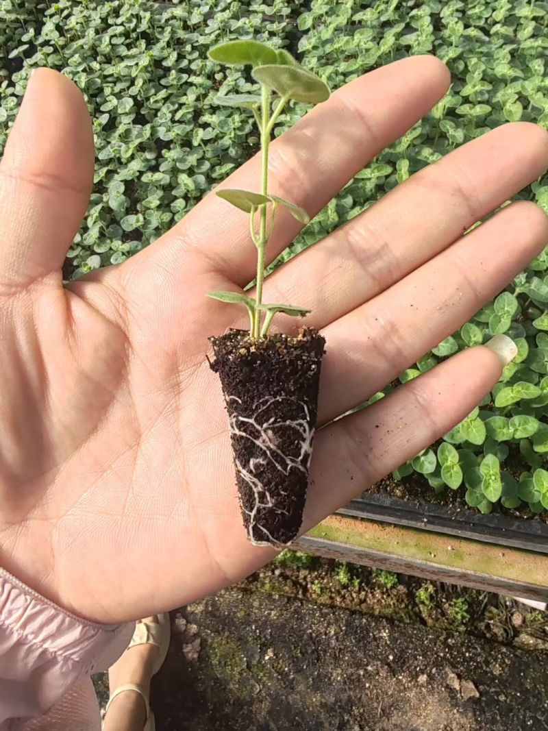 蓝星花苗大量有货基地供货品质保证欢迎联系咨询采购