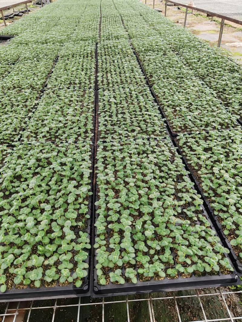 蓝星花苗大量有货基地供货品质保证欢迎联系咨询采购