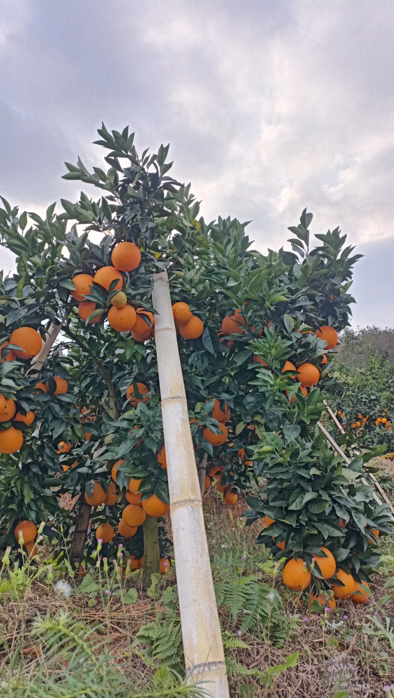 赣南脐橙、产地直销，保质保量，橙香浓郁，汁多香甜。