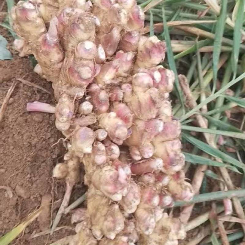 贵州二黄姜