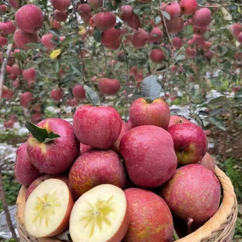 【热卖】山东精品红富士苹果种植基地直发对接商超档口