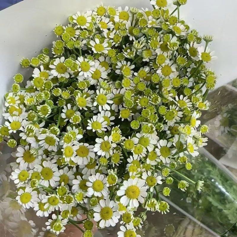 洋甘菊花苗一手货源大量有货品质保证欢迎联系咨询沟通