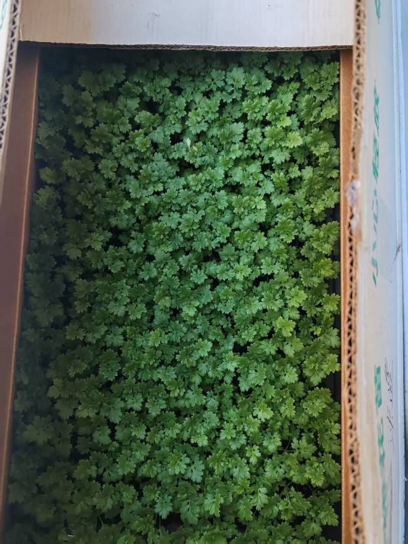 洋甘菊花苗一手货源大量有货品质保证欢迎联系咨询沟通