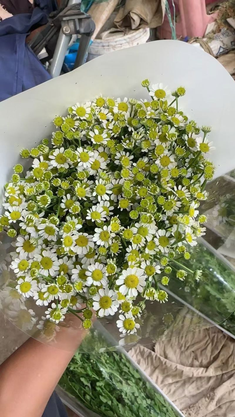 洋甘菊花苗一手货源大量有货品质保证欢迎联系咨询沟通