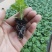 洋甘菊花苗一手货源大量有货品质保证欢迎联系咨询沟通