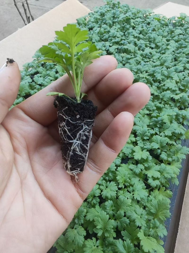 洋甘菊花苗一手货源大量有货品质保证欢迎联系咨询沟通