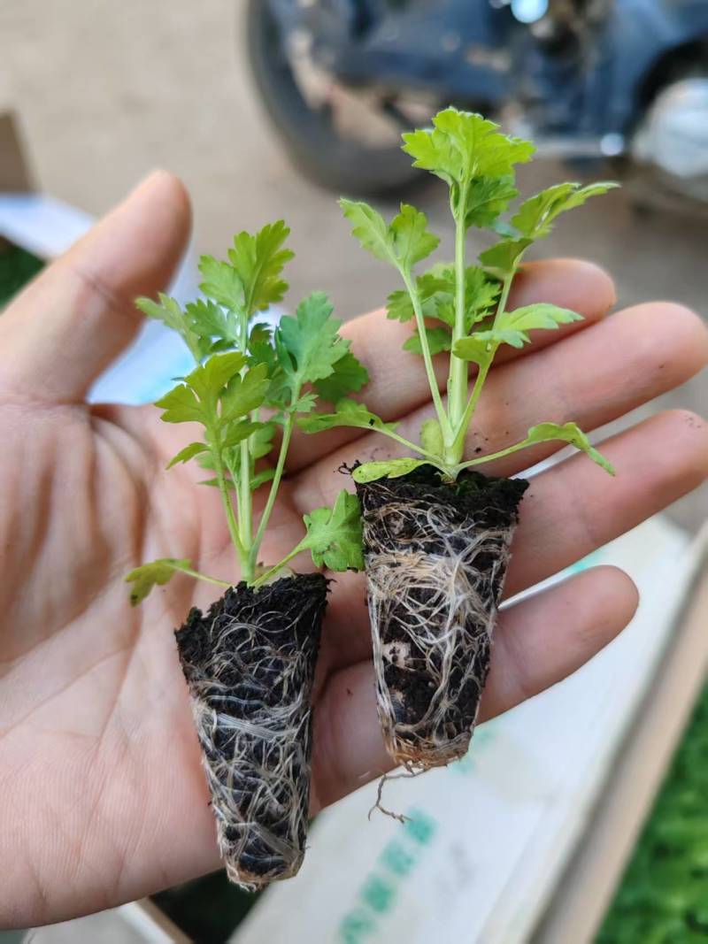 洋甘菊花苗一手货源大量有货品质保证欢迎联系咨询沟通