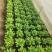 洋甘菊花苗一手货源大量有货品质保证欢迎联系咨询沟通