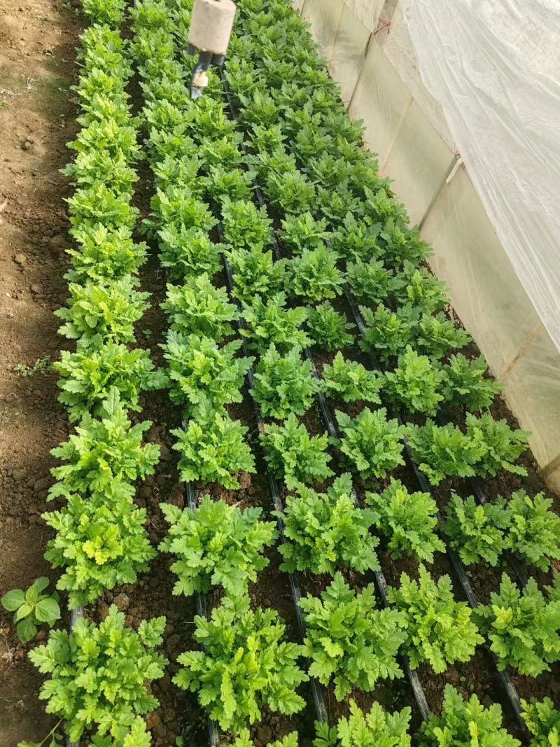 洋甘菊花苗一手货源大量有货品质保证欢迎联系咨询沟通