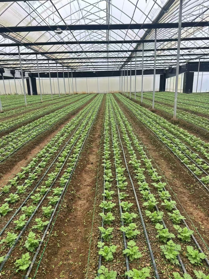 洋甘菊花苗一手货源大量有货品质保证欢迎联系咨询沟通