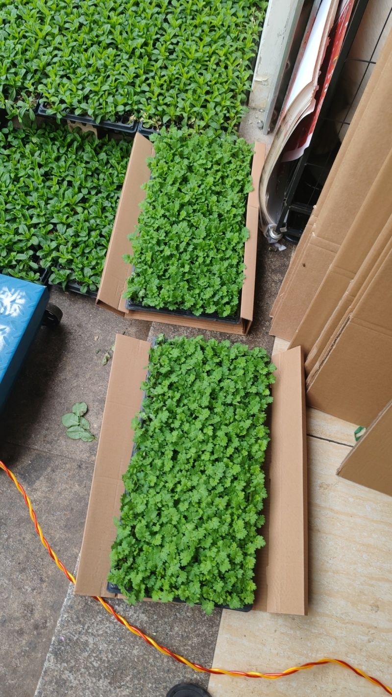 洋甘菊花苗一手货源大量有货品质保证欢迎联系咨询沟通