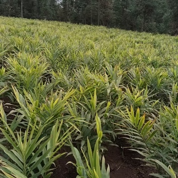 贵州山地二黄姜