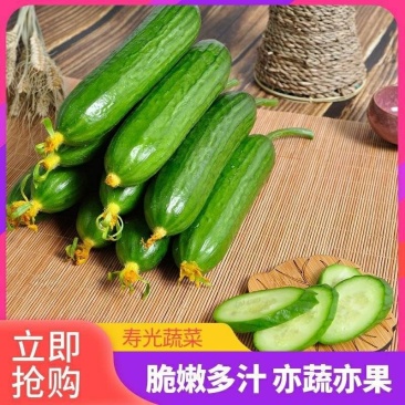 山东脆嫩水果黄瓜,货源充足,量大从优,欢迎来电咨询