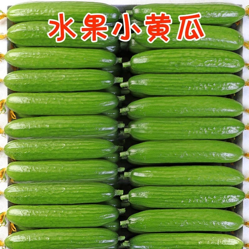 山东脆嫩水果黄瓜，货源充足，量大从优，欢迎来电咨询