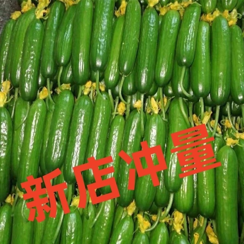 山东脆嫩水果黄瓜，货源充足，量大从优，欢迎来电咨询