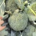 扶沟西兰花