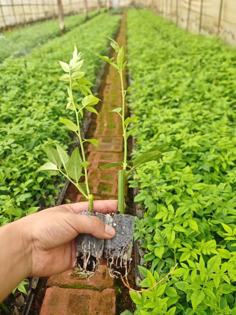 九星叶花卉种苗货源充足产地发货量大从优品质保证欢迎联系