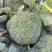 扶沟西兰花