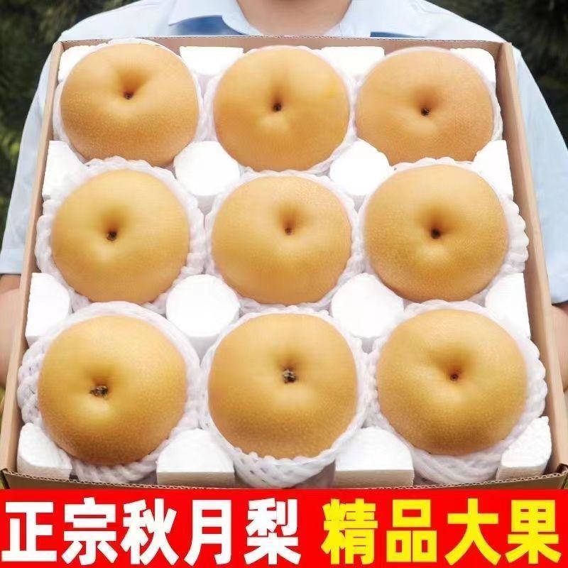 正宗秋月梨，口感超甜！产地直发，质量保证