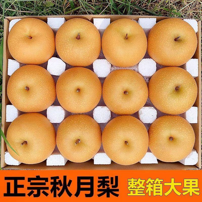 正宗秋月梨，口感超甜！产地直发，质量保证