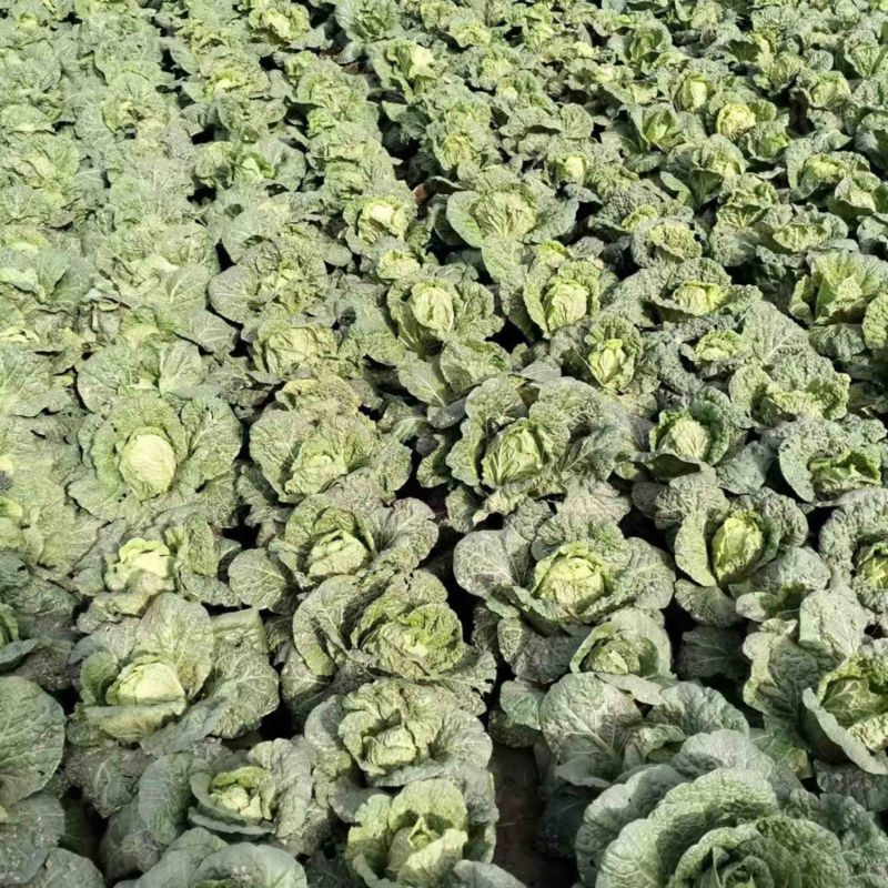 扶沟娃娃菜