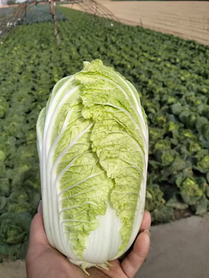 扶沟娃娃菜