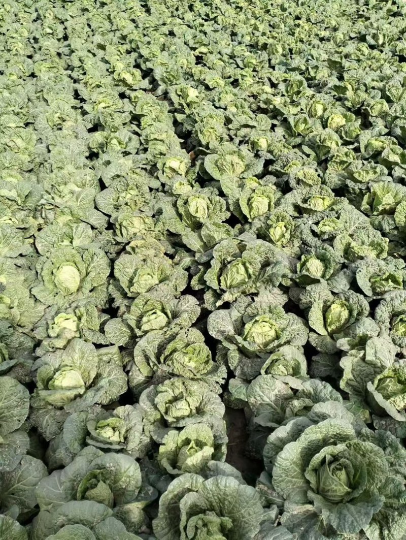 扶沟娃娃菜