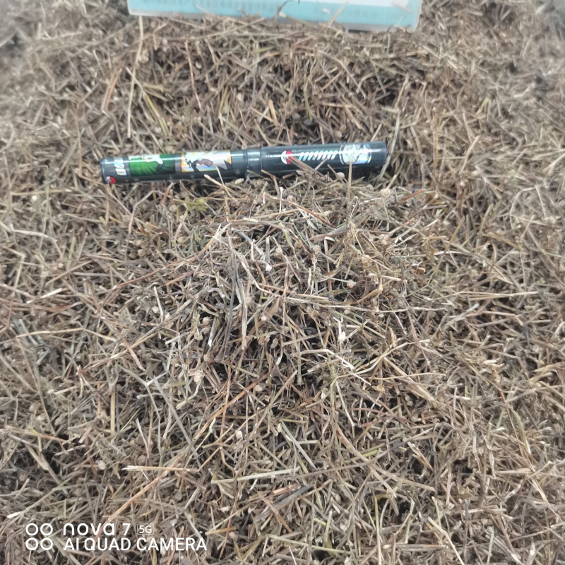 白花蛇草舌草切断规格齐全常年大货供应中药材