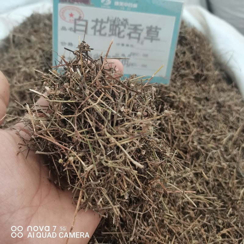 白花蛇草舌草切断规格齐全常年大货供应中药材