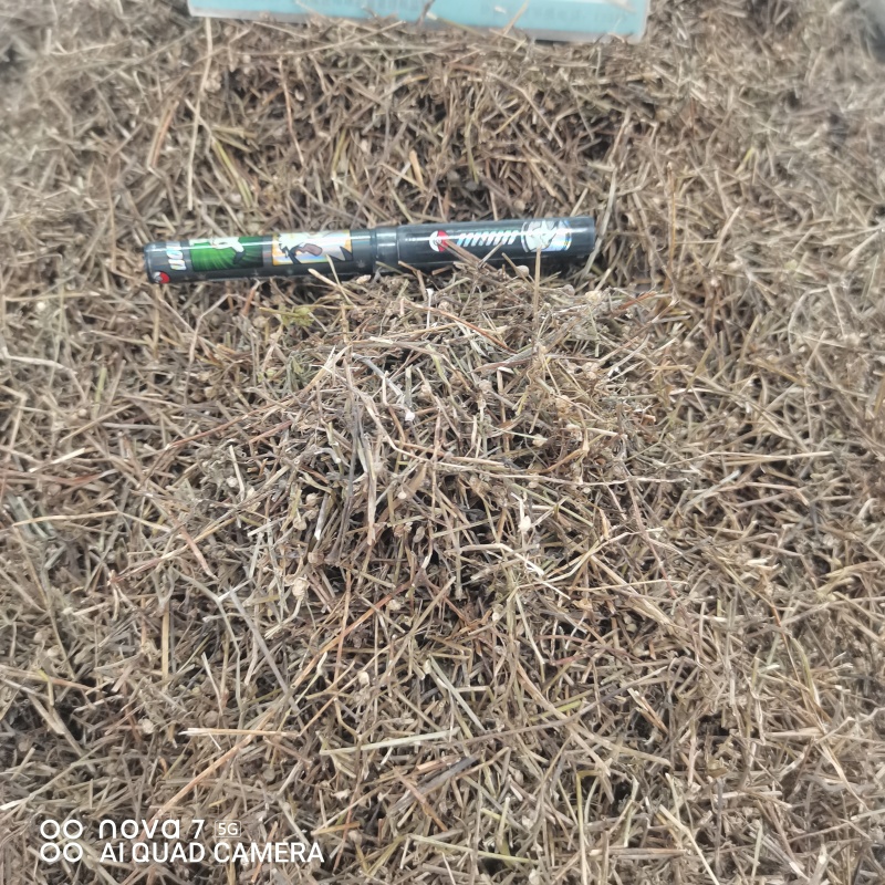白花蛇草舌草切断规格齐全常年大货供应中药材
