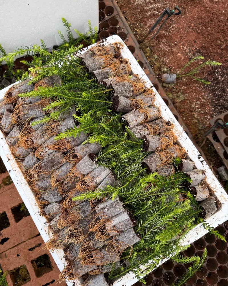 澳洲米花种苗产地发货量大从优品质保证基地供货欢迎联系