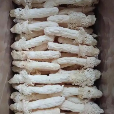贵州织金红托竹荪