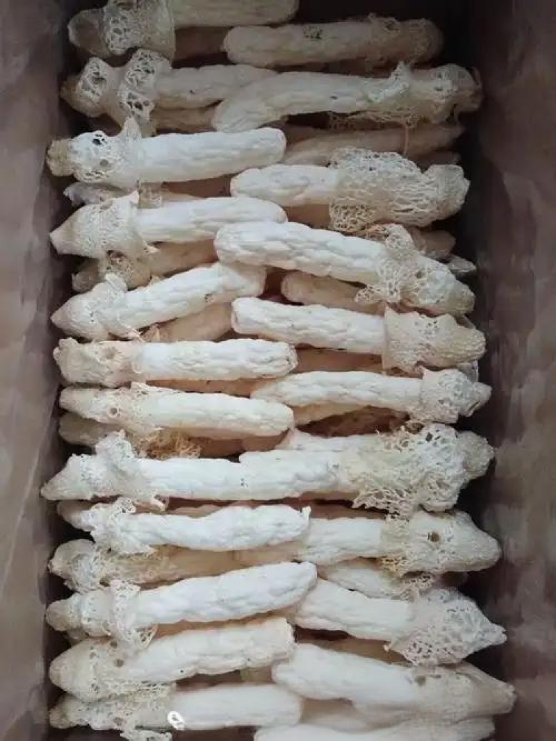 贵州织金红托竹荪