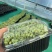 活体黑豆苗黑豆苗农场直供量大从优价格美丽欢迎来电