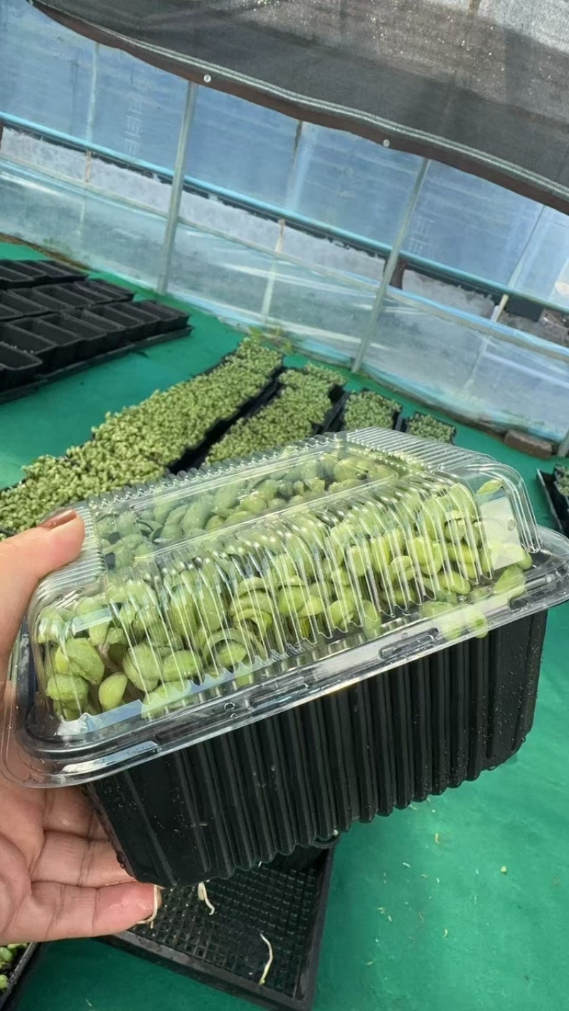 活体黑豆苗黑豆苗农场直供量大从优价格美丽欢迎来电