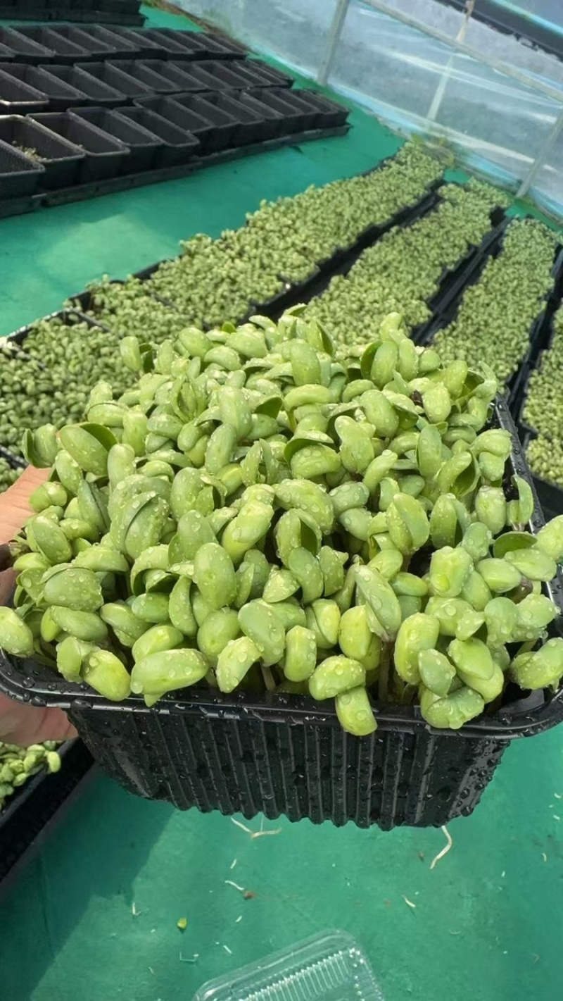 活体黑豆苗黑豆苗农场直供量大从优价格美丽欢迎来电