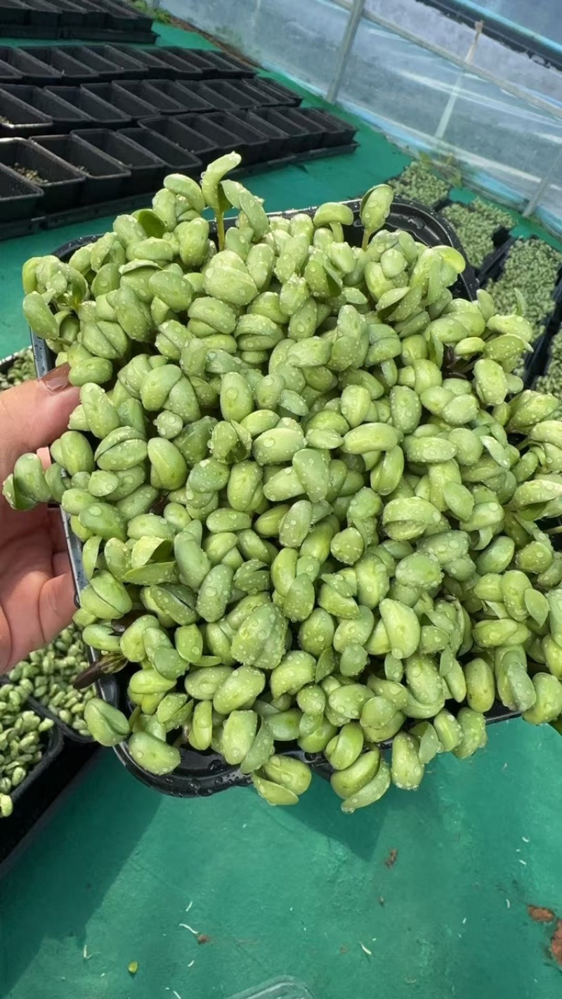 活体黑豆苗黑豆苗农场直供量大从优价格美丽欢迎来电