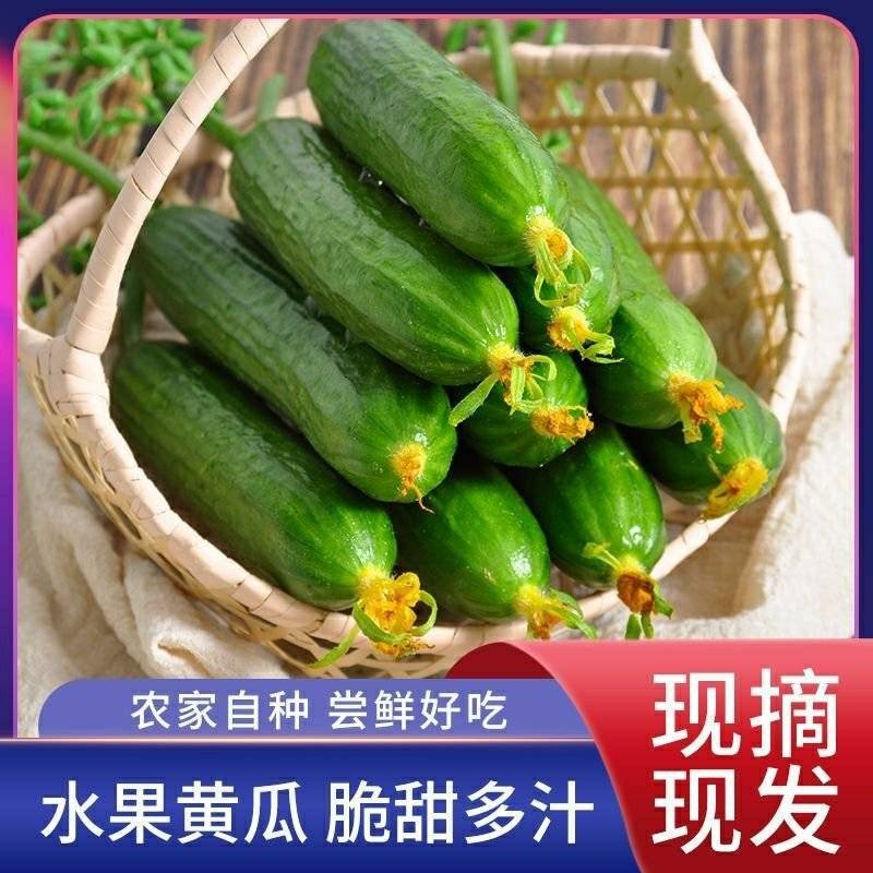 寿光无刺水果黄瓜，全年供货，对接全国商超电商各大批发市场