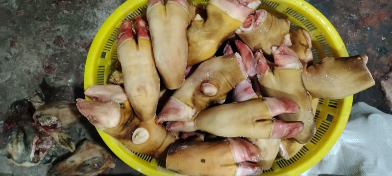 本地黄牛蹄碗碗火燎单个3斤左右有长期稳定供应能力