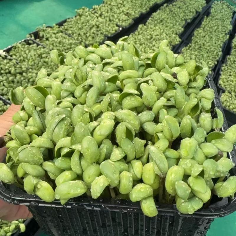 活体黑豆苗黑豆苗农场直供量大从优价格美丽欢迎来电