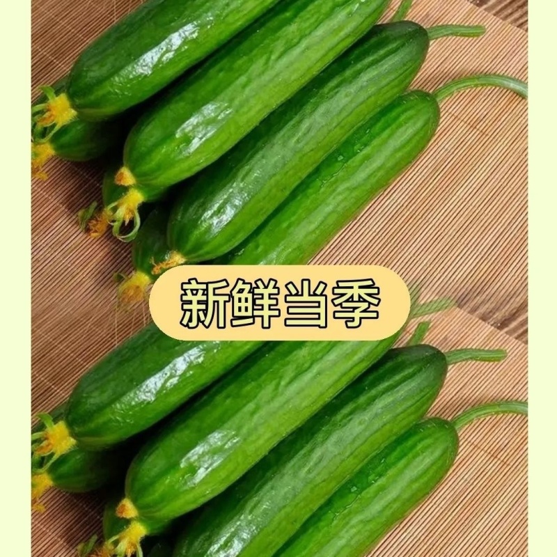寿光无刺水果黄瓜，全年供货，对接全国商超电商各大批发市场