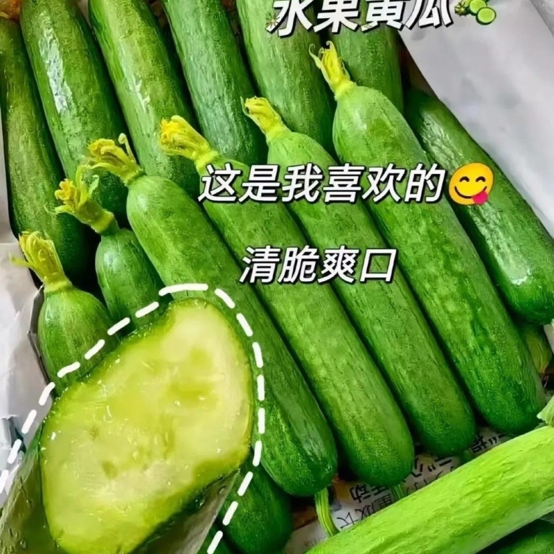 寿光无刺水果黄瓜，全年供货，对接全国商超电商各大批发市场