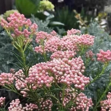 澳洲米花