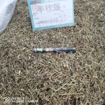 中药材半枝莲草袋装当天发货药用正品保证的